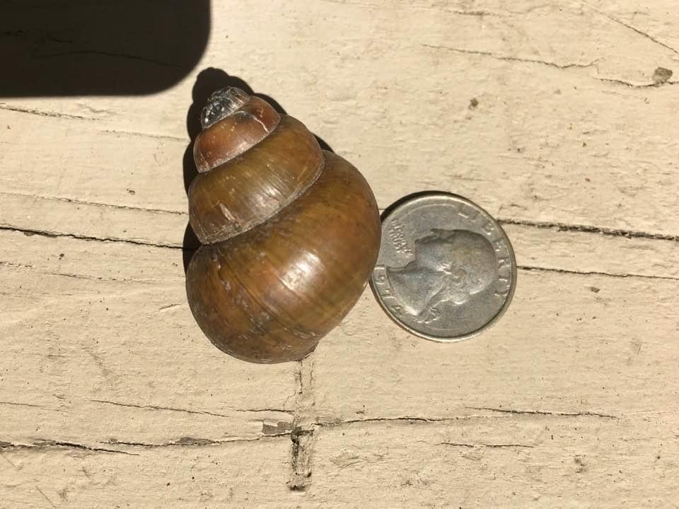 Chinese Mystery Snails in Collins Pond